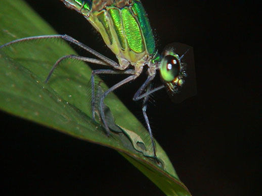 Calopterygidae